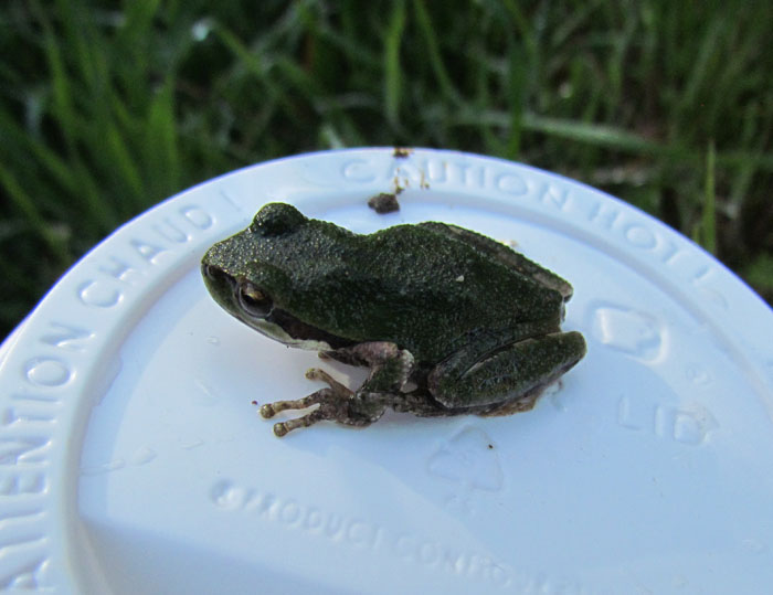 Sierra Treefrog