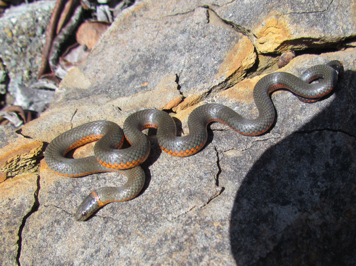 Ringneck Snake