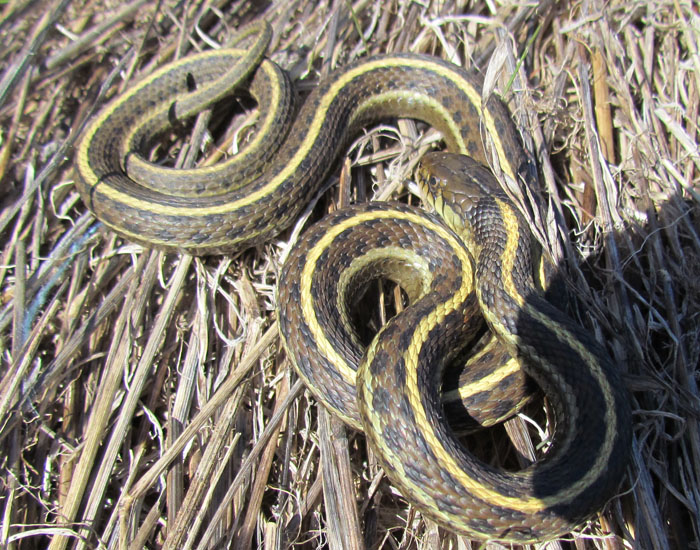 Coast Garter Snake