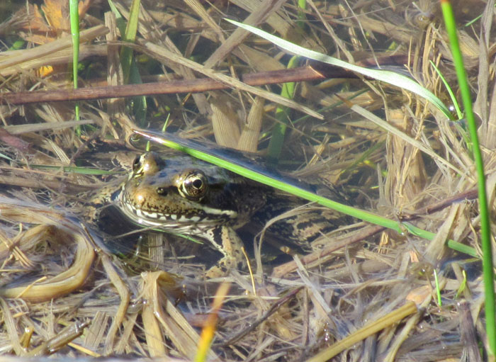 Red-legged Frog