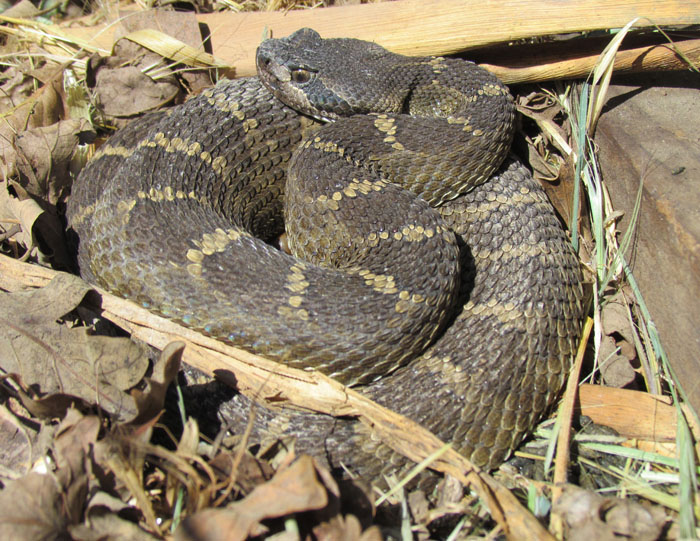 Northern Pacific Rattlesnake