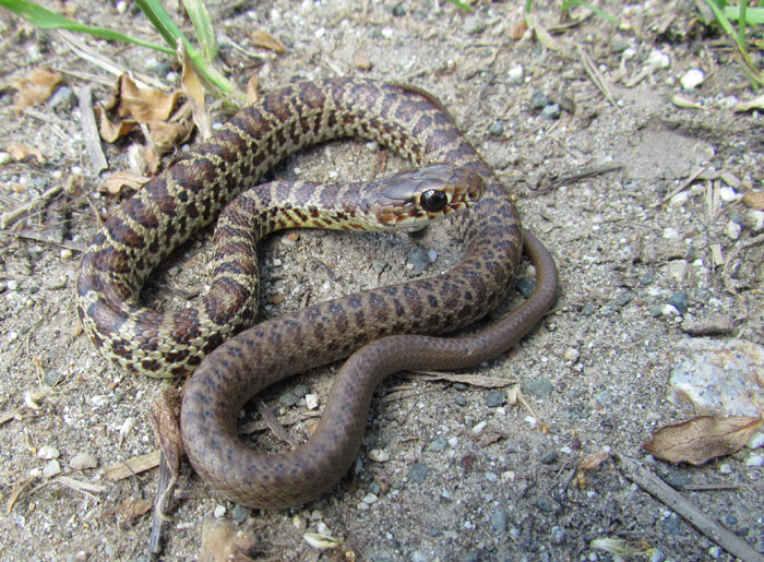 Yellowbelly Racer