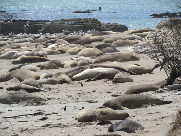 Elephant Seals