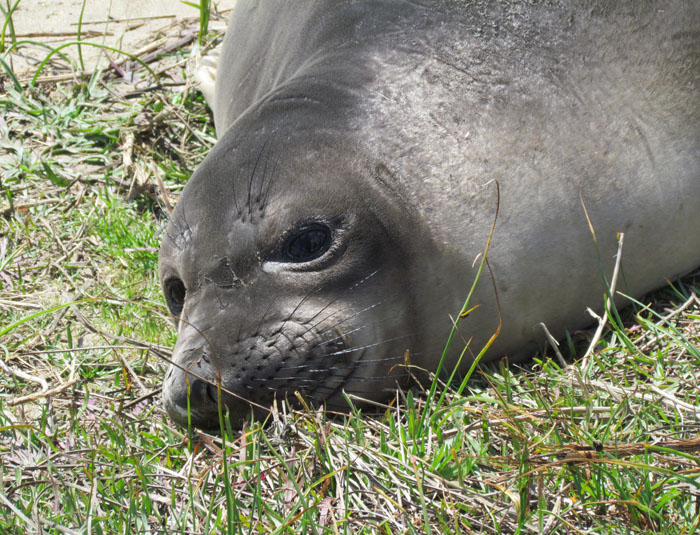 Elephant Seal