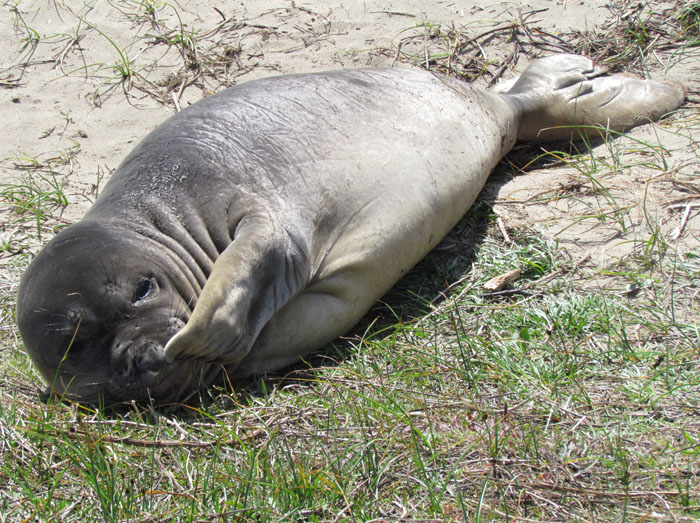 Elephant Seal