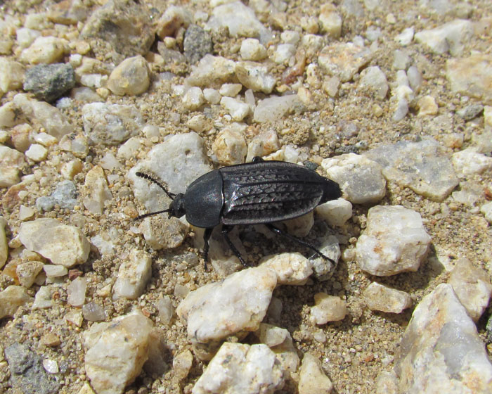 Garden Carrion Beetle