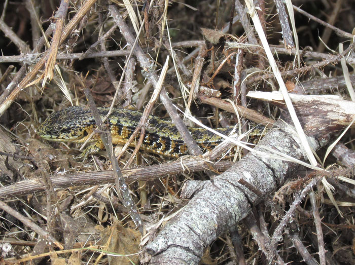 San Francisco Alligator Lizard