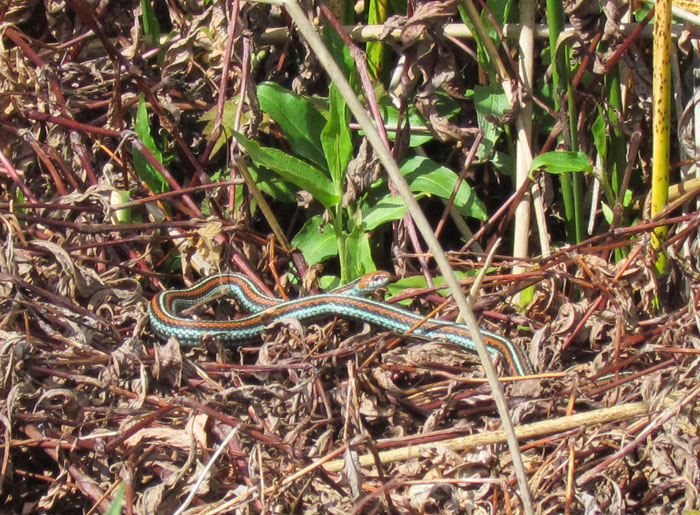 San Francisco Garter