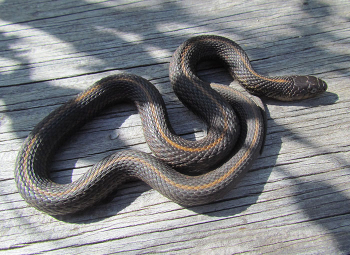 Coast Garter Snake