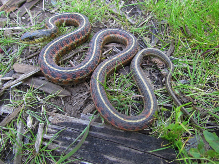 Coast Garter Snake