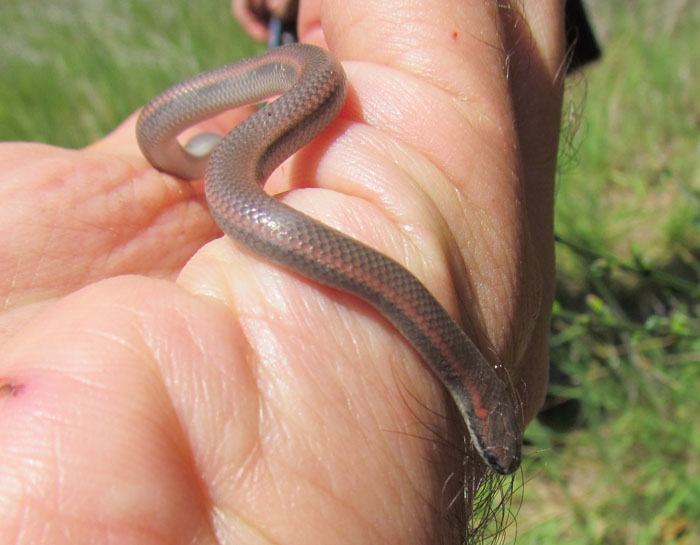 Sharptail Snake