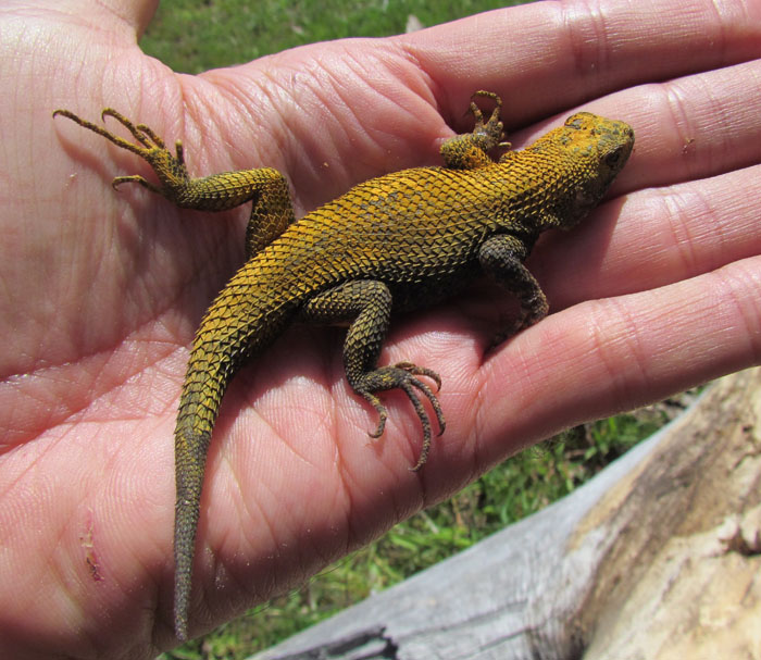 Fence Lizard