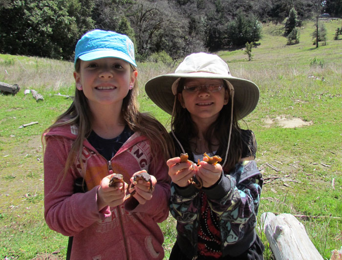 California Newt