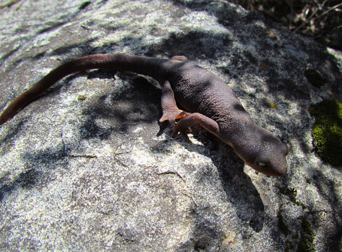 California Newt