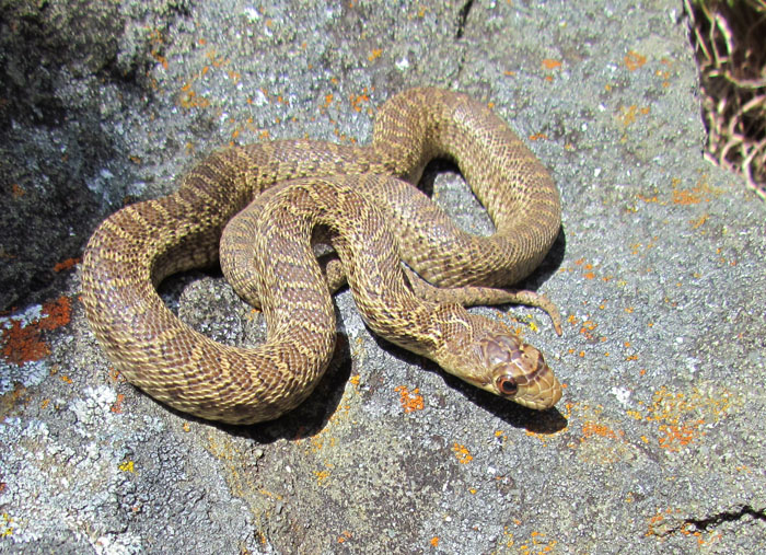 Gopher Snake