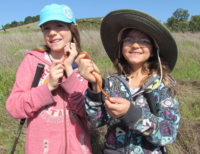 Ringneck Snake