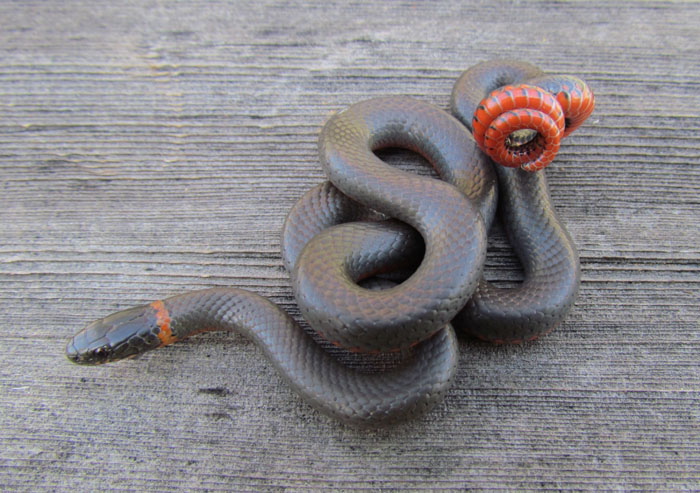 Ringneck Snake