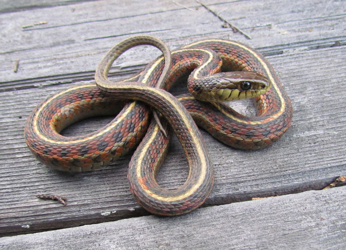 Coast Garter