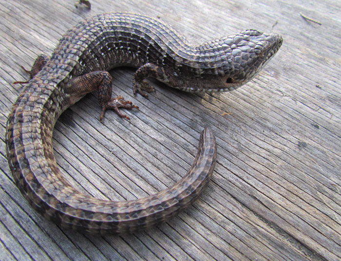 Alligator Lizard