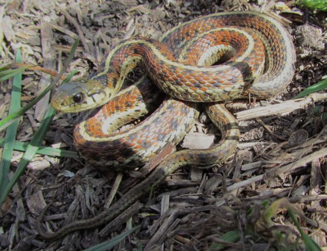 Coast Garter Snake