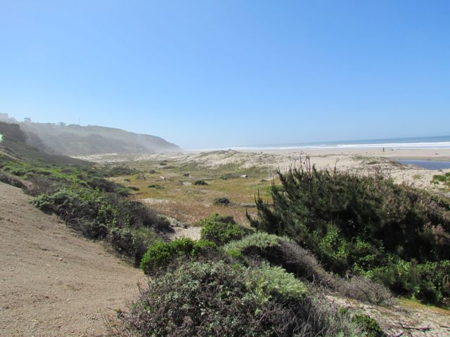 Vegetation