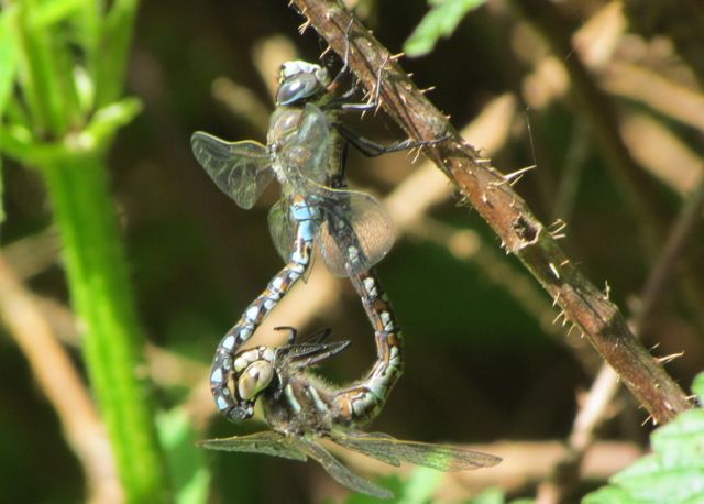 Dragonflies