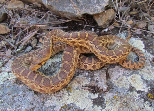 Pacific Gopher Snake