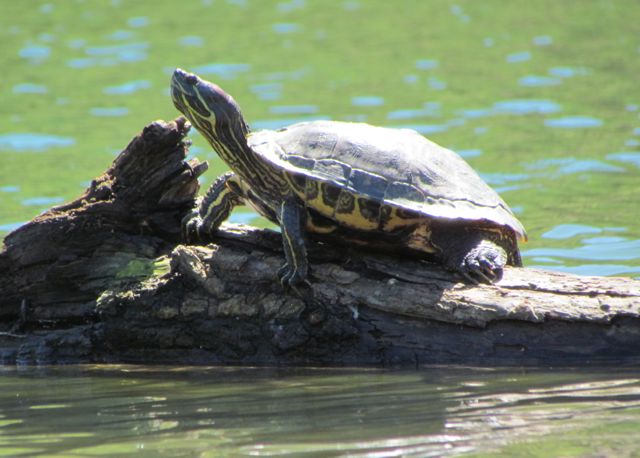 Red-ear Slider