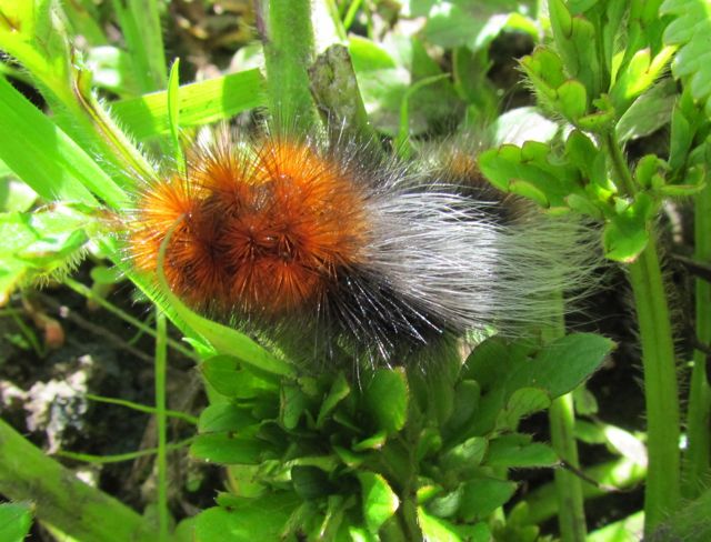 Tiger Moth Caterpillar