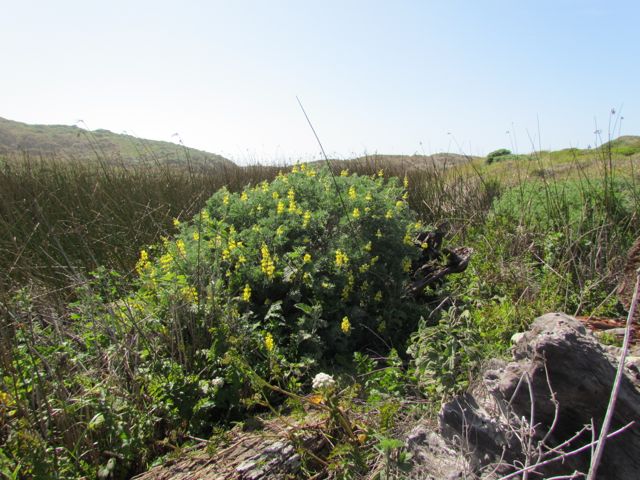 Yellow Bush Lupine