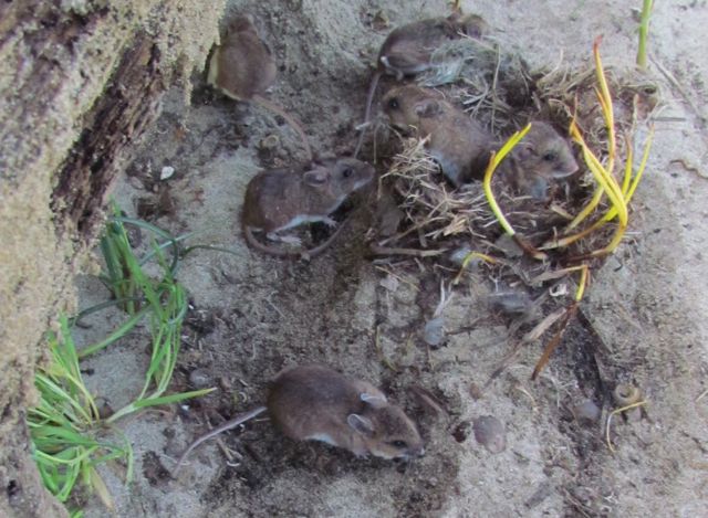 Mice