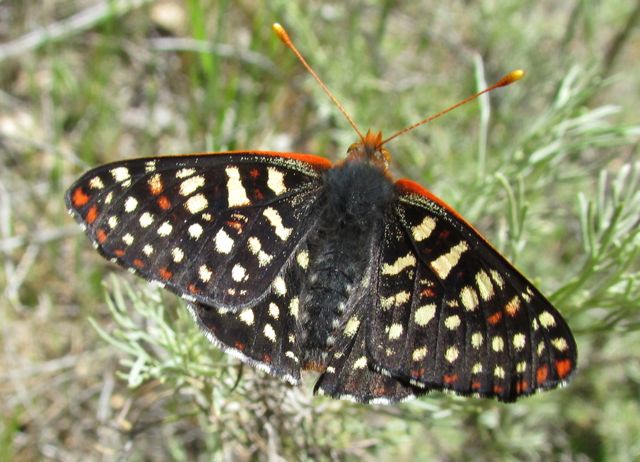 Chalcedon Checkerspot