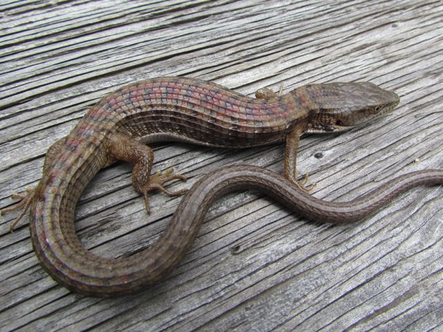 Southern Alligator Lizard