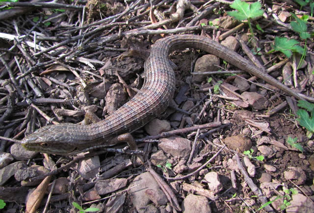 Southern Alligator Lizard