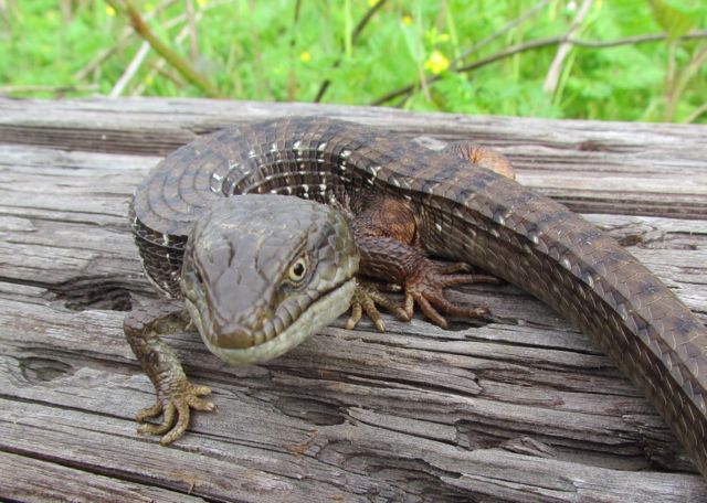 Southern Alligator Lizard