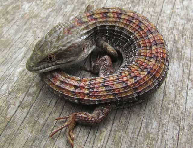 Southern Alligator Lizard