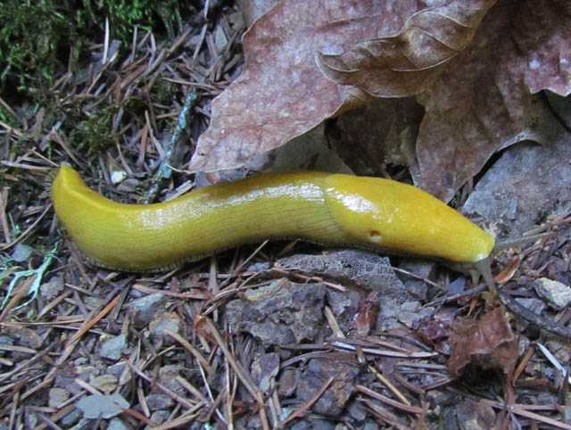 Banana Slug