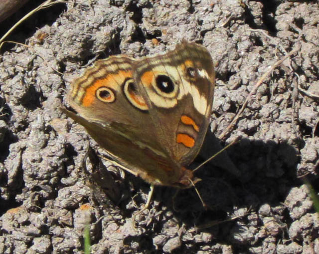 Buckeye Butterfly