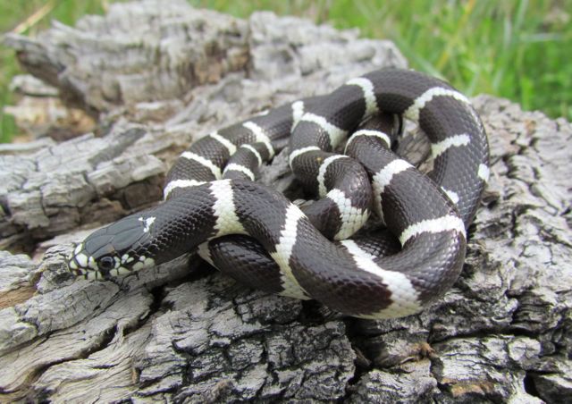 California Kingsnake