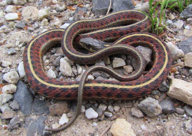 Watch Garter Snake Dailymotion