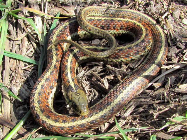 Coast Garter Snake