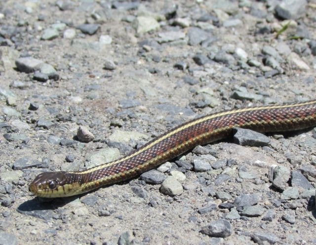 Coast Garter Snake