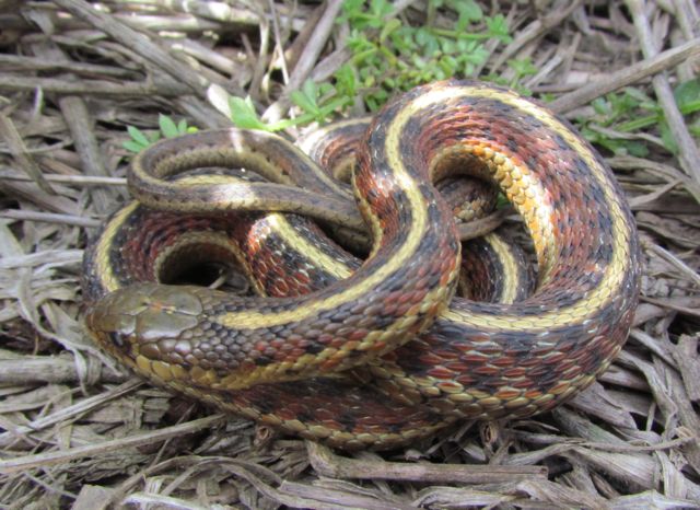 Coast Garter Snake