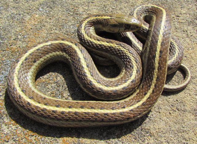 Coast Garter Snake