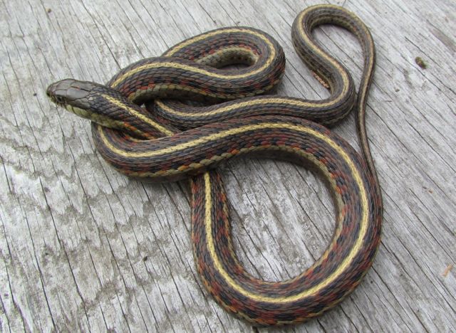 Coast Garter Snake