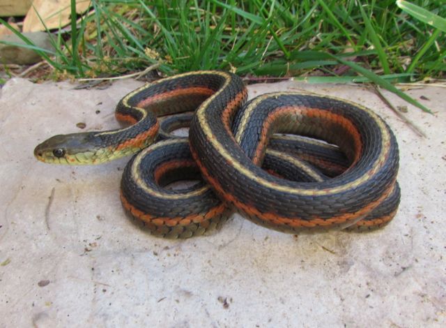 Coast Garter Snake