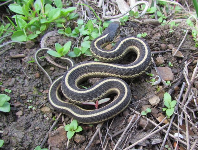 Coast Garter Snake