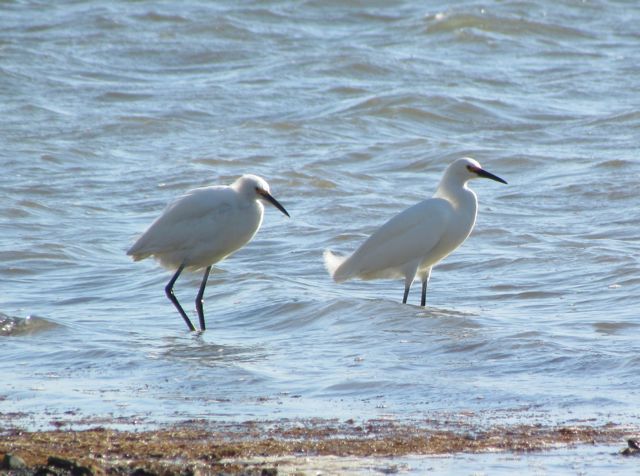 Egrets