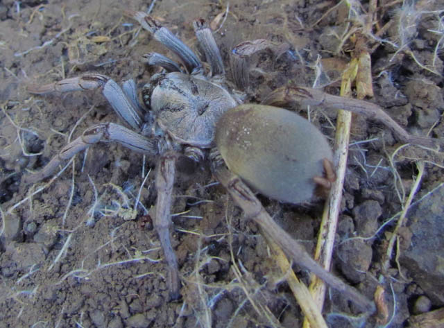 False Tarantula