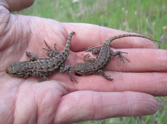 Baby Fence Lizards